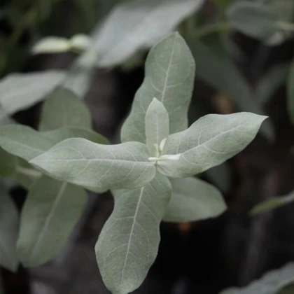 Eukalyptus globulus Styx - Blahovičník - Eucalyptus globulus - predaj semien - 6 ks