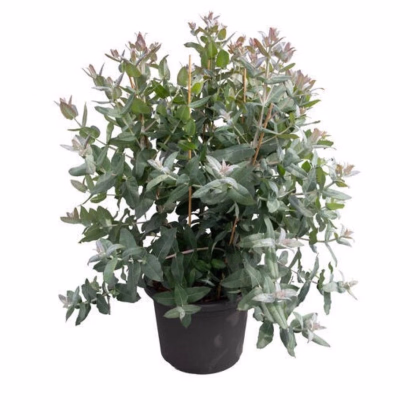 Eukalyptus globulus Styx - Blahovičník - Eucalyptus globulus - predaj semien - 6 ks