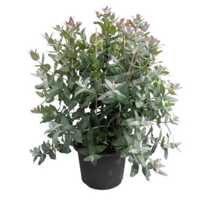 Eukalyptus globulus Styx - Blahovičník - Eucalyptus globulus - predaj semien - 6 ks