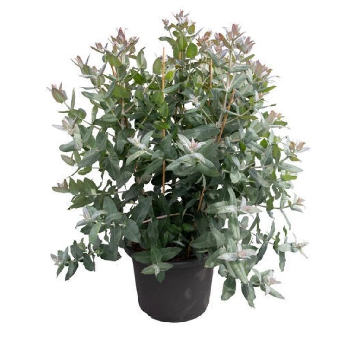 Eukalyptus globulus Styx - Blahovičník - Eucalyptus globulus - predaj semien - 6 ks