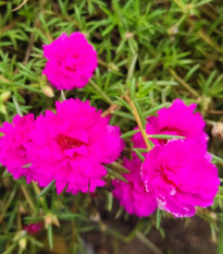 Portulaka veľkokvetá Sundial Fuchsia F1 - Portulaca grandiflora - predaj semien - 80 ks