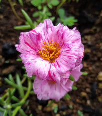 Porucha Sundial Peppermint F1 – Portulaca grandiflora – predaj semien