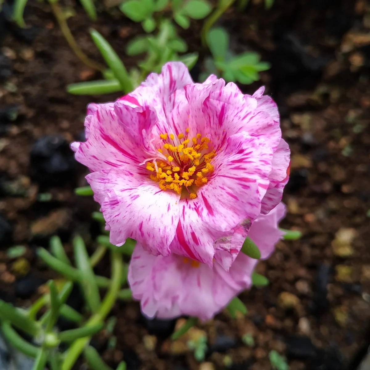 Porucha Sundial Peppermint F1 – Portulaca grandiflora – predaj semien