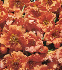Portulaka Sundial Tangerine F1 – Portulaca grandiflora – predaj semien