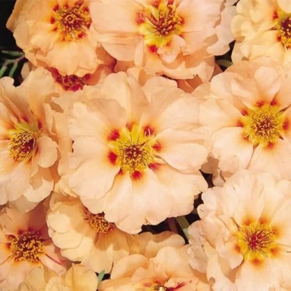 Portulaka veľkokvetá Sundial Mango F1 - Portulaca grandiflora - predaj semien - 80 ks
