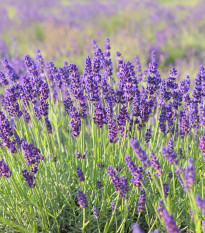 Levanduľa lekárska - Lavandula angustifolia - semiačka - 130 ks