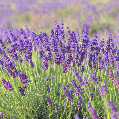 Levanduľa lekárska - Lavandula angustifolia - semiačka - 130 ks