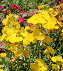 Cheirant voňavý Sugar Rush F1 Yellow – Cheiranthus cheiri – predaj semien cheirantu