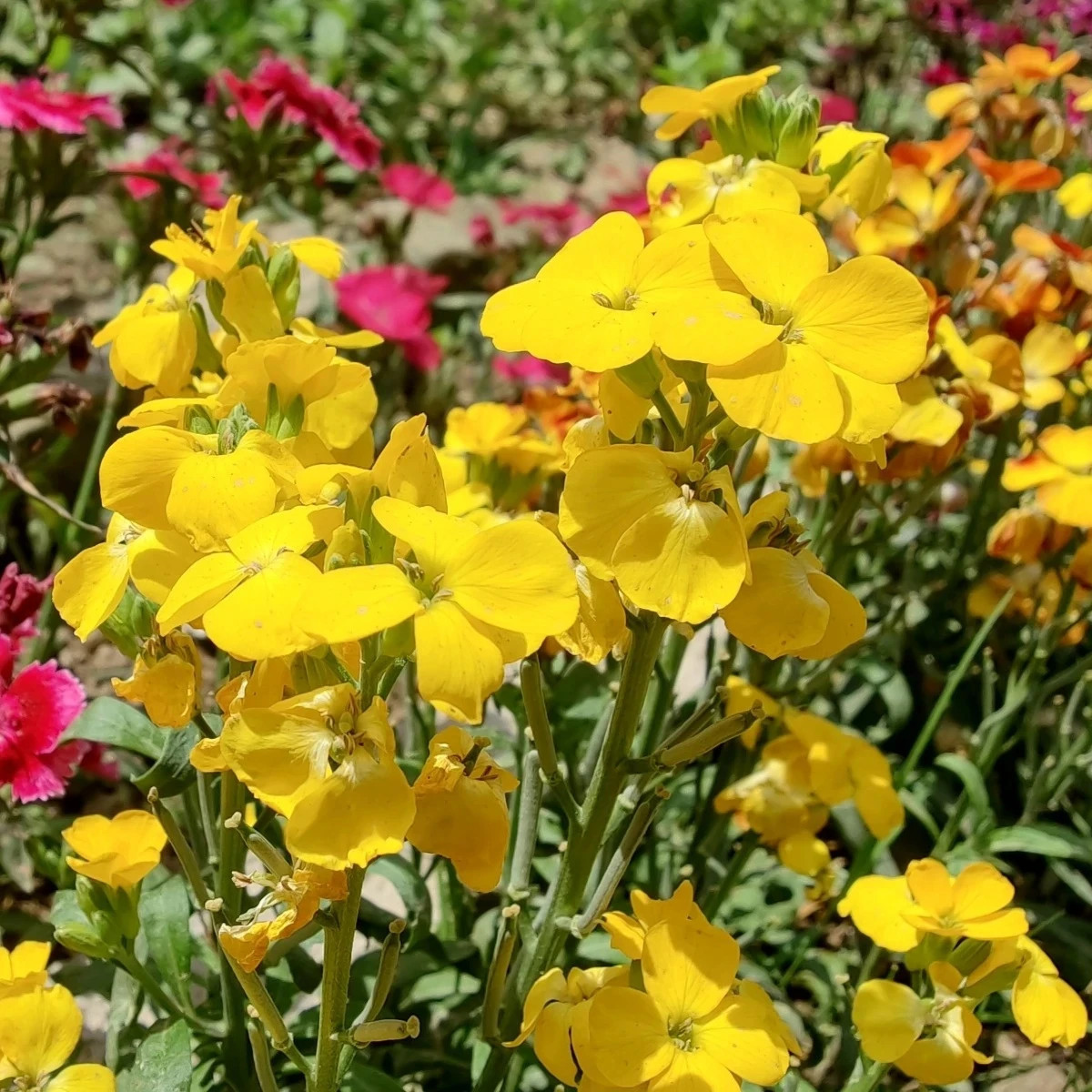 Cheirant voňavý Sugar Rush F1 Yellow – Cheiranthus cheiri – predaj semien cheirantu