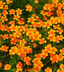 Aksamietnica drobnokvetá oranžový - Tagetes tenuifolia - predaj semien - 0,2 g