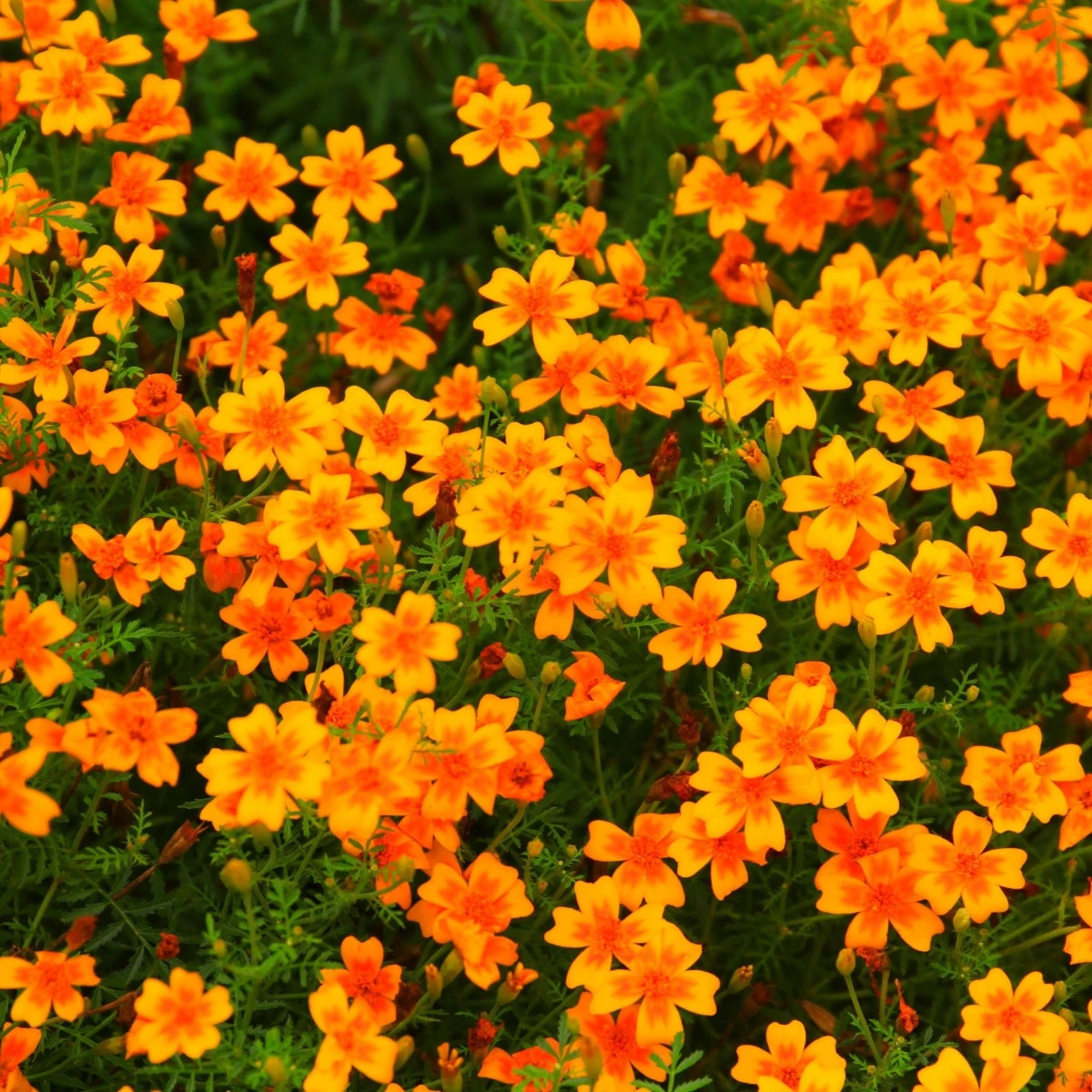 Aksamietnica drobnokvetá oranžový - Tagetes tenuifolia - predaj semien - 0,2 g