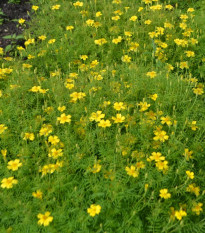 Aksamietnica drobnokvetý žltá - Tagetes tenuifolia - semená aksamietnice - 0,2 g