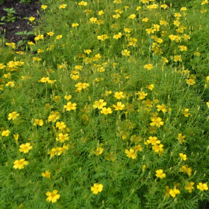 Aksamietnica drobnokvetý žltá - Tagetes tenuifolia - semená aksamietnice - 0,2 g