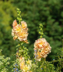 Topoľovka ružová Spring Celebrities Apricot - Alcea rosea - predaj semien - 10 ks