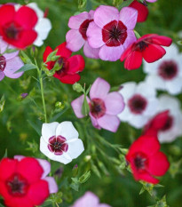 Ľan veľkokvetý Tricolore - Linum grandiflorum - predaj semien - 100 ks