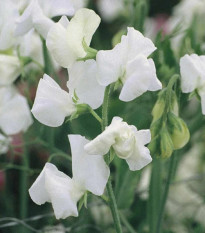 Hrachor Elegance White - Lathyrus odoratus - predaj semien - 20 ks