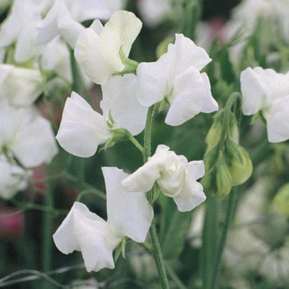 Hrachor Elegance White - Lathyrus odoratus - predaj semien - 20 ks