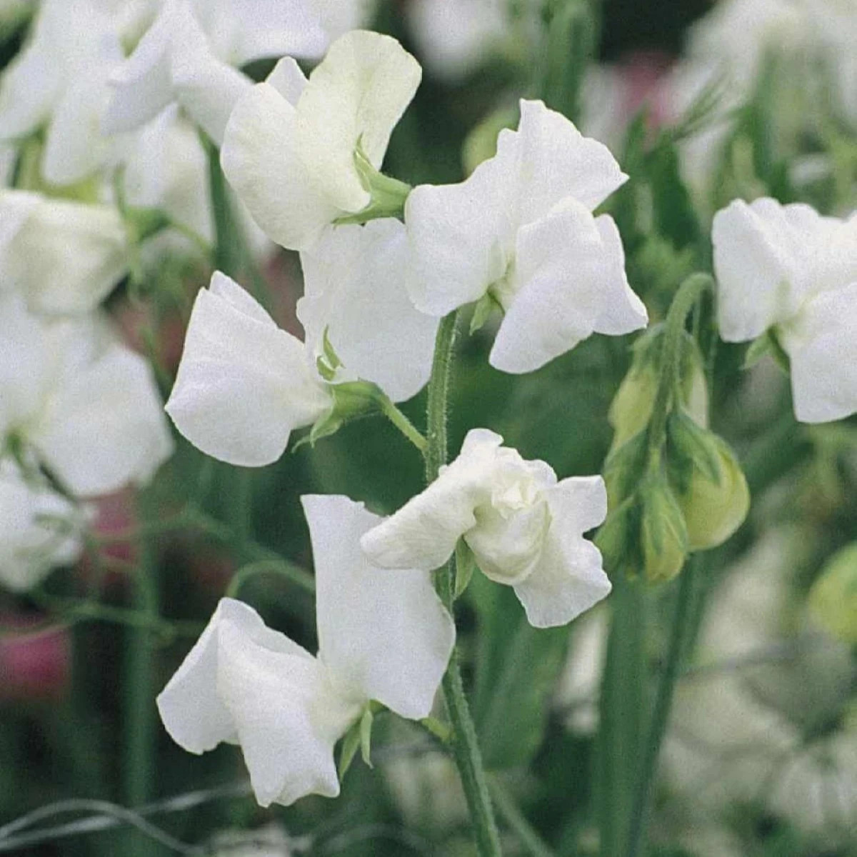 Hrachor Elegance White - Lathyrus odoratus - predaj semien - 20 ks