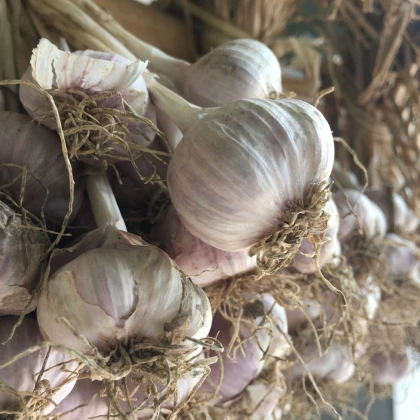 Sadbový cesnak Slavin II - Allium sativum - paličiak - 1 balenie