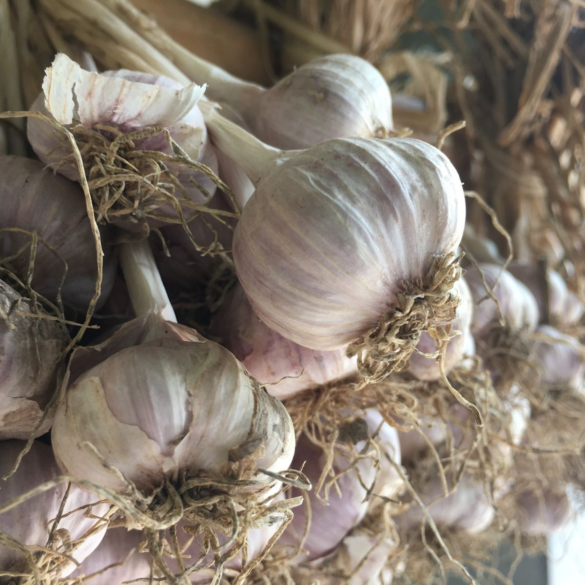 Sadbový cesnak Slavin II - Allium sativum - paličiak - 1 balenie