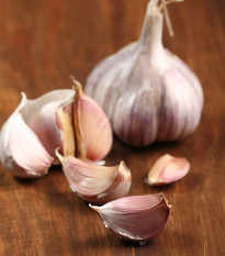 Sadbový cesnak Slavin II - Allium sativum - paličiak - 1 balenie