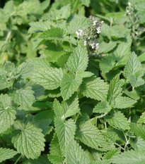 Medovka Citra - Melissa officinalis - predaj semien - 100 ks