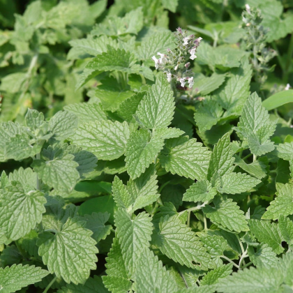 Medovka Citra - Melissa officinalis - predaj semien - 100 ks