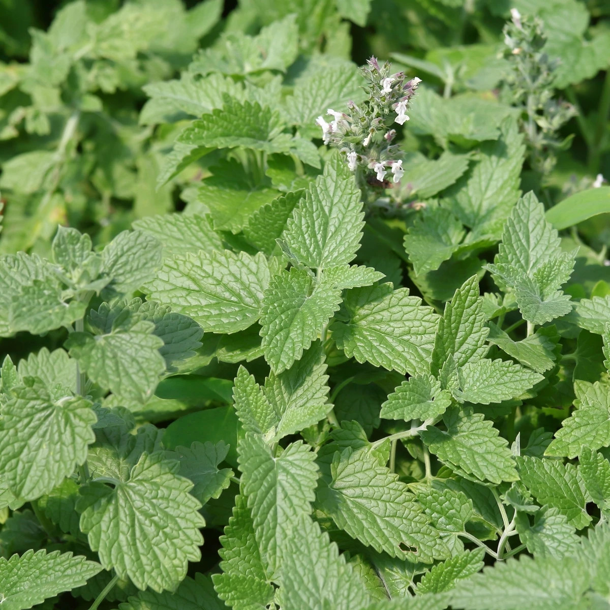 Medovka Citra - Melissa officinalis - predaj semien - 100 ks