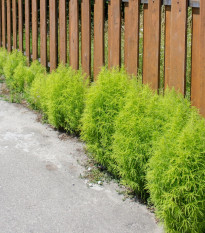 Kochia metlovitá - Kochia scoparia - predaj semien - 200 ks