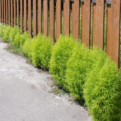 Kochia metlovitá - Kochia scoparia - predaj semien - 200 ks