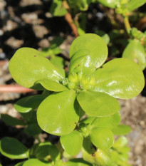 Portulaka kapustová - Portulaca oleracea sativa - predaj semien - 200 ks