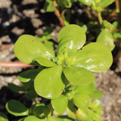 Portulaka kapustová - Portulaca oleracea sativa - predaj semien - 200 ks