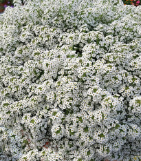 Lobulária prímorská Yucon White - Lobularia maritima - semená tařicovky - 50 ks