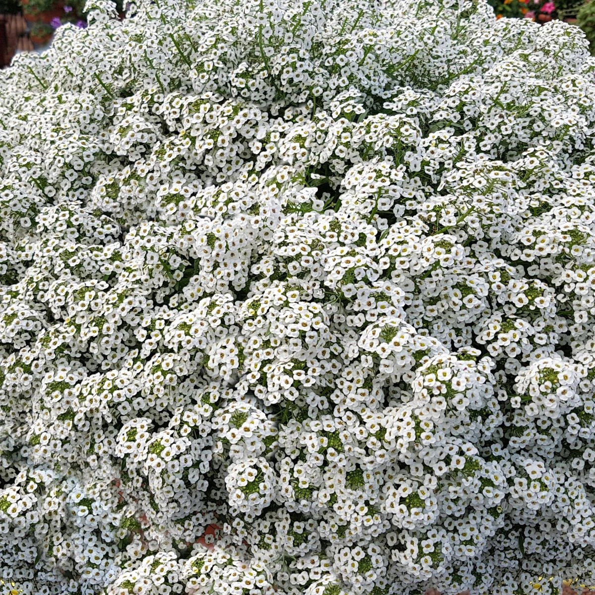 Lobulária prímorská Yucon White - Lobularia maritima - semená tařicovky - 50 ks