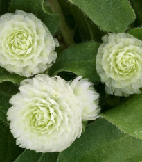 Gomfréna Ping Pong White - Gomphrena globosa - predaj semien - 20 ks