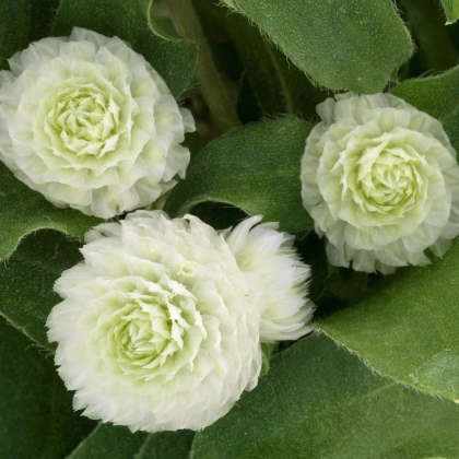 Gomfréna Ping Pong White - Gomphrena globosa - predaj semien - 20 ks