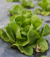 Šalát hlávkový prezimujúci Humil - Lactuca sativa - predaj semien - 100 ks