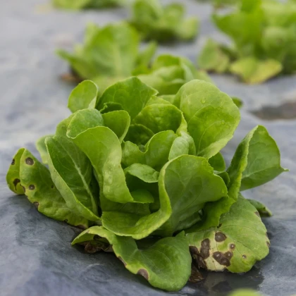 Šalát hlávkový prezimujúci Humil - Lactuca sativa - predaj semien - 100 ks