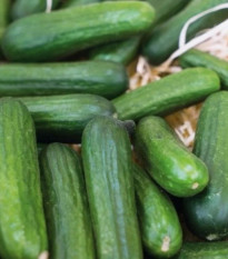 Uhorka Little Snack F1 – Cucumis sativus – predaj semien uhorky