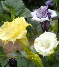 Durman metelový Ballerina Formula Mixture - Datura metel - predaj semien - 5 ks