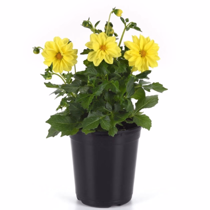 Georgína premenlivá Figaro Yellow Shades - Dahlia variabilis - predaj semien - 20 ks