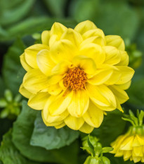 Georgína premenlivá Figaro Yellow Shades - Dahlia variabilis - predaj semien - 20 ks