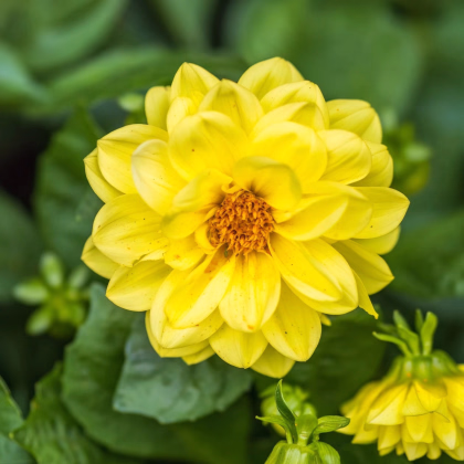 Georgína premenlivá Figaro Yellow Shades - Dahlia variabilis - predaj semien - 20 ks