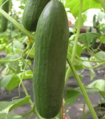 Uhorka šalátová Minisprint F1 - Cucumis sativus - predaj semien - 10 ks