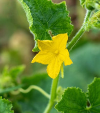 Uhorka šalátová do kvetináča Bush Champion - Cucumis sativus - semienka - 8 ks