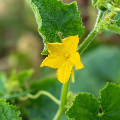 Uhorka šalátová do kvetináča Bush Champion – predaj semien uhoriek