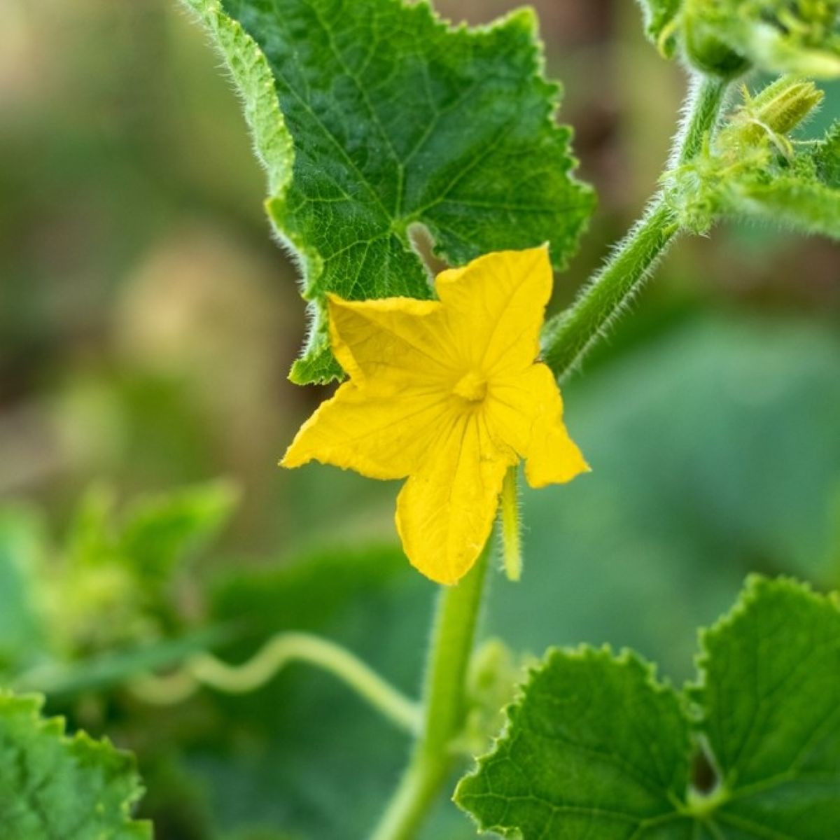 Uhorka šalátová do kvetináča Bush Champion – predaj semien uhoriek