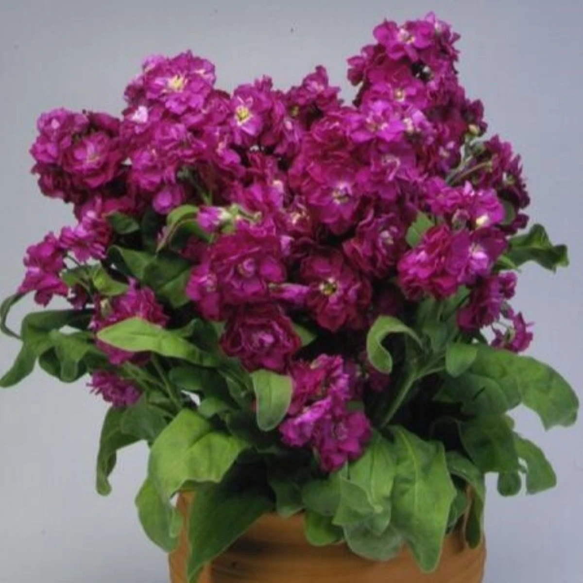 Fiala Cinderella Purple - Matthiola incana - predaj semien - 40 ks