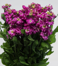 Fiala Cinderella Purple - Matthiola incana - predaj semien - 40 ks