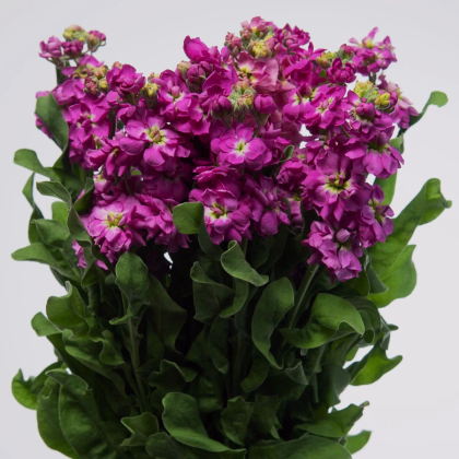 Fiala Cinderella Purple - Matthiola incana - predaj semien - 40 ks